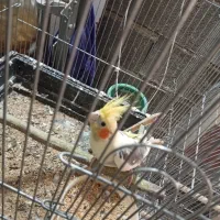 یک جفت عروس هلندی مولد با جوجه|پرنده|کهریزک, |دیوار