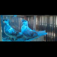 کفتر گرگی|پرنده|آق قلا, |دیوار