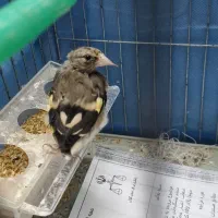 دوتا سهره|پرنده|لنگرود, |دیوار