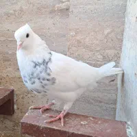 فروش کبوتر طوقی و خوشرنگ