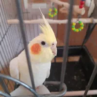 یک جفت عروس هلندی نروماده|پرنده|سهند, |دیوار
