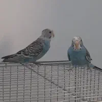 مرغ عشق جوان