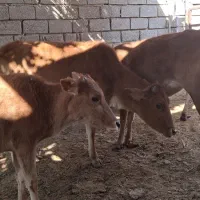 گاو با گوساله ابستن