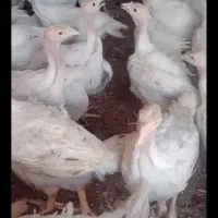 بوقلمون بیوتی|حیوانات مزرعه|همدان, |دیوار