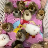 مرکز تخصصی توله پامرانین در پونک