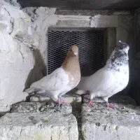 کبوتر|پرنده|ارومیه, |دیوار