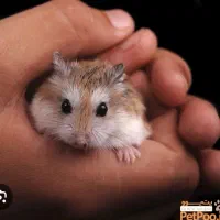 سه عدد همستر واگذار میشود بدون قفس