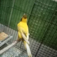 قناری|پرنده|قزوین, |دیوار