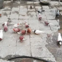 کبوتر بلند پرواز