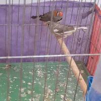 ۲ جفت فنج مولد همرا با تخم هاشون