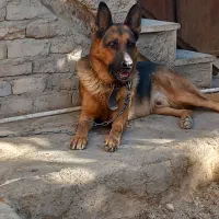 نر ژرمن جهت کشش