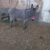 الاغ ماده دوسال|حیوانات مزرعه|قمرود, |دیوار