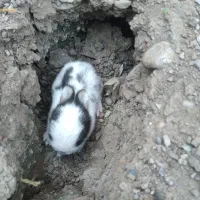 واگذاری خرگوش