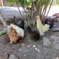 مرغ تخم گذار