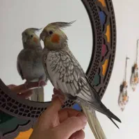 عروس هلندی نرو ماده|پرنده|باسمنج, |دیوار