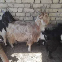 حیوان بز