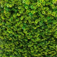 چمنِ دیواری دیوارسبز|خدمات باغبانی و درختکاری|تبریز, |دیوار