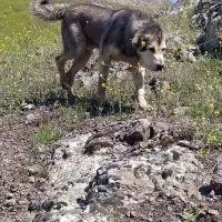 پژدر توله غریب اورمیه|سگ|مرادلو, |دیوار