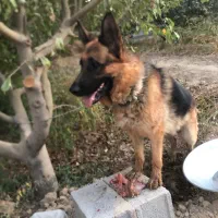 سگ ژرمن اصیل|سگ|وحیدیه, |دیوار