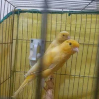 جفت قناری آماده لونه گرم کردن|پرنده|سیرجان, |دیوار