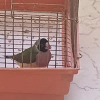 فنچ گلدین ماده زیبا معاوضه