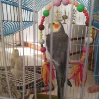 ۳ عدد عروس هلندی نر و ماده سرحال