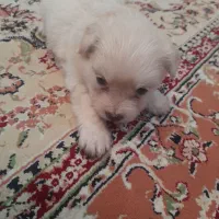 واگذاری توله شیرانین