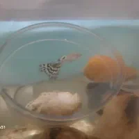 ماهی گوپی|ماهی|تهران, اوقاف|دیوار