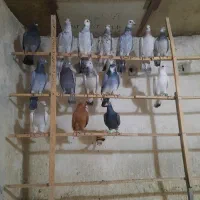 کبوتر پرنده