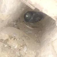 کبوتر مگس و مینا|پرنده|کرباسک, |دیوار