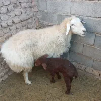 میش با بره|حیوانات مزرعه|اسفراین, |دیوار