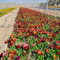 گلخانه تولید بنفشه. سبدی ، کلی و جزئی