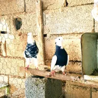 دسته طوقی|پرنده|بندر گناوه, |دیوار