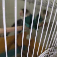 طوطی برزیلی|پرنده|مسجد سلیمان, |دیوار