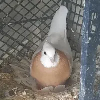 طوقی|پرنده|بم, |دیوار