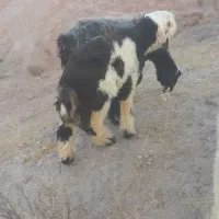 بره نر و ماده