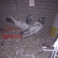 پرنده|پرنده|امیرآباد, |دیوار