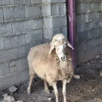 فروش میش میانه ..