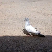 کبوتر سوسکی ماده