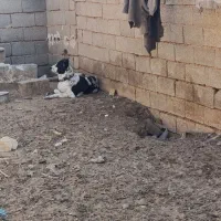 واگذار سگ قدرجونی ماده|سگ|سرچهان, |دیوار