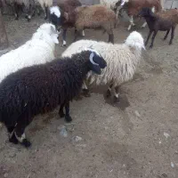 بره نر و ماده ۲۰ راس