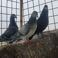 کفتر پرشی|پرنده|مشهد, شیرحصار|دیوار