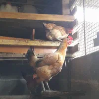 مرغ خروس و تشنو لری|حیوانات مزرعه|گرگان, |دیوار