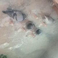 کبوتر|پرنده|داراب, |دیوار