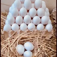 تخم مرغ زرده نارنجی تک و عمده