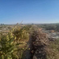 زمین با۱۰۰درخت زرشک و۲ساعت آب ۲۹۸میلیون تومان|فروش دفتر صنعتی، کشاورزی، تجاری|بیرجند, |دیوار