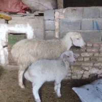 ی عدد میش بره دار جوان شکم اول|حیوانات مزرعه|شیروان (خراسان), |دیوار