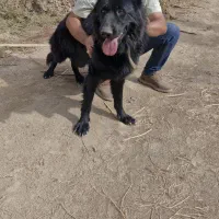 به علت نداشتن جا مکان|سگ|حاجی آباد, |دیوار