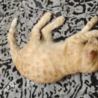 واگذاری گربه دو ماهه|گربه|تهران, المهدی|دیوار