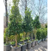 نهال،شمشاد،کاج ،یاس هلندی جاجرود ،پردیس و فشم